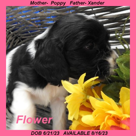 puppy, for, sale, Cocker Spaniel, Joe & Cherri  Overlease, dog, breeder, Miller, MO, dog-breeder, puppy-for-sale, forsale, nearby, find, puppyfind, locator, puppylocator, aca